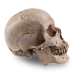 Skull Shoppe- Adult Male Asian