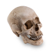Skull Shoppe- Adult Male Asian