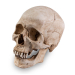 Skull Shoppe- Adult Male Asian