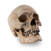 Skull Shoppe- Adult Male East Indian (With Deviated Septum)
